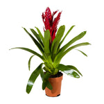 Vriesea-12 cms pots - 45 cms height