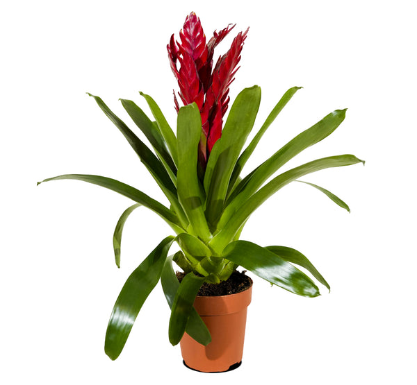 Vriesea-12 cms pots - 45 cms height