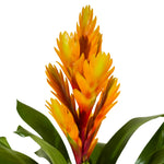 Vriesea-12 cms pots - 45 cms height
