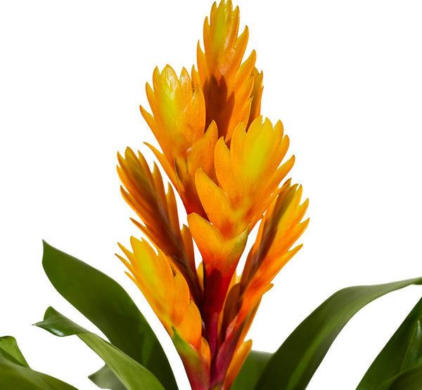 Vriesea-12 cms pots - 45 cms height