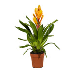 Vriesea-12 cms pots - 45 cms height