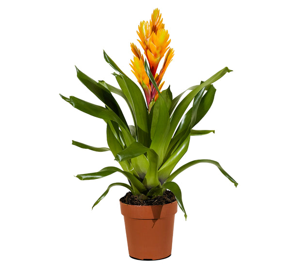 Vriesea-12 cms pots - 45 cms height