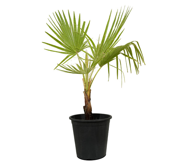 Washingtonia 3pp