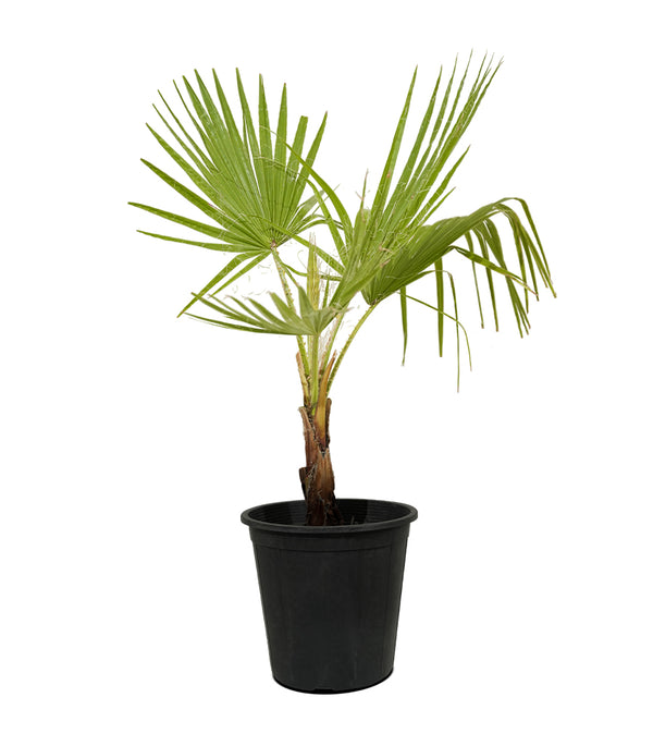 Washingtonia 3pp