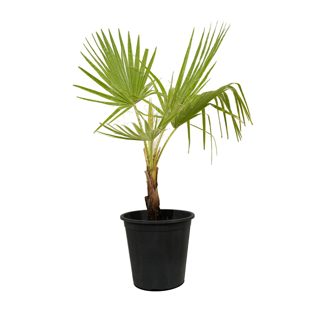 Washingtonia 3pp