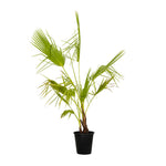 Washingtonia Double