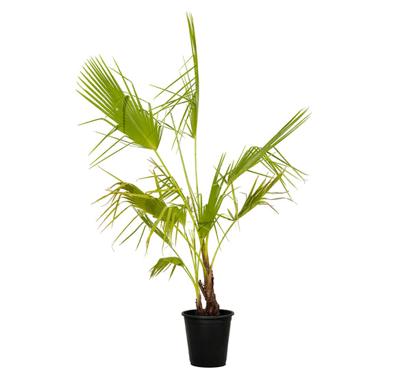 Washingtonia Double