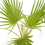Washingtonia Double