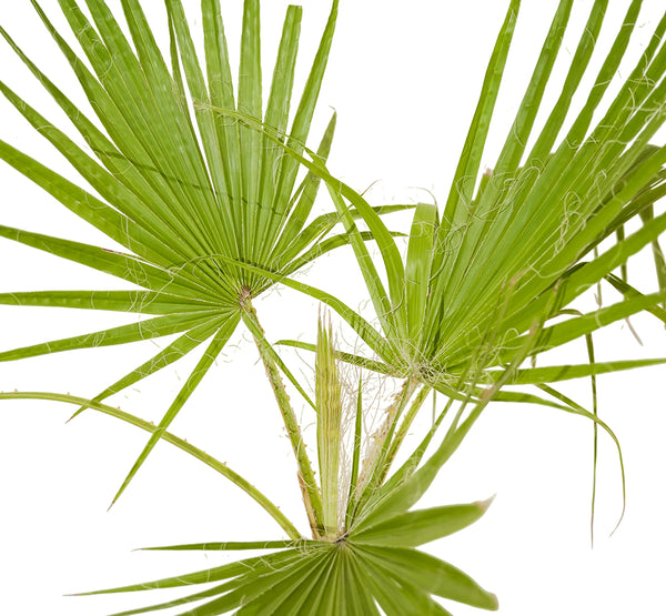 Washingtonia Double
