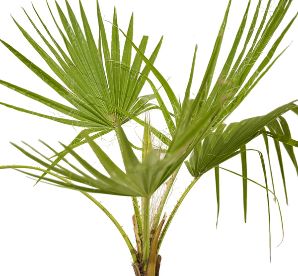 Washingtonia 3pp
