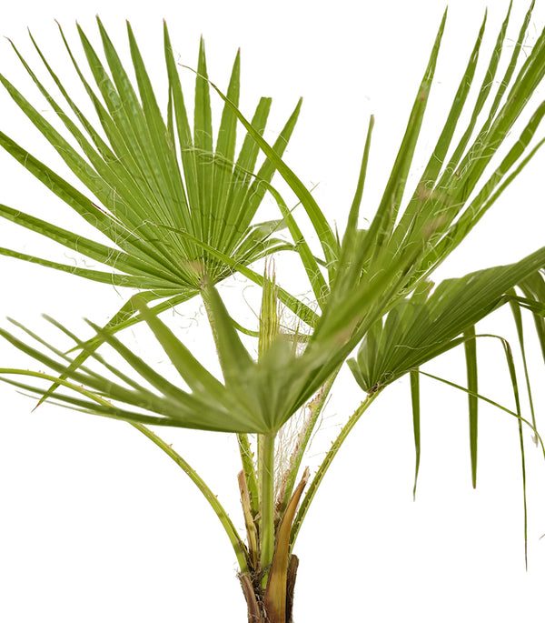 Washingtonia 3pp