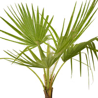 Washingtonia 3pp