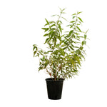 Wedelia 10 cms pots - 05 cms height