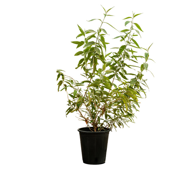 Wedelia 10 cms pots - 05 cms height