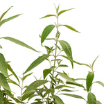 Wedelia 10 cms pots - 05 cms height