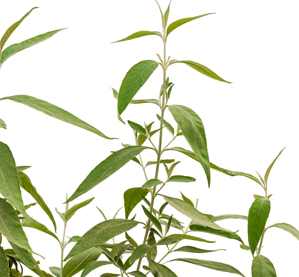 Wedelia 10 cms pots - 05 cms height