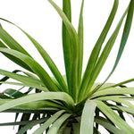 Yucca Rostrata (Dragon) 50 cms pots - 1.5 mtrs height