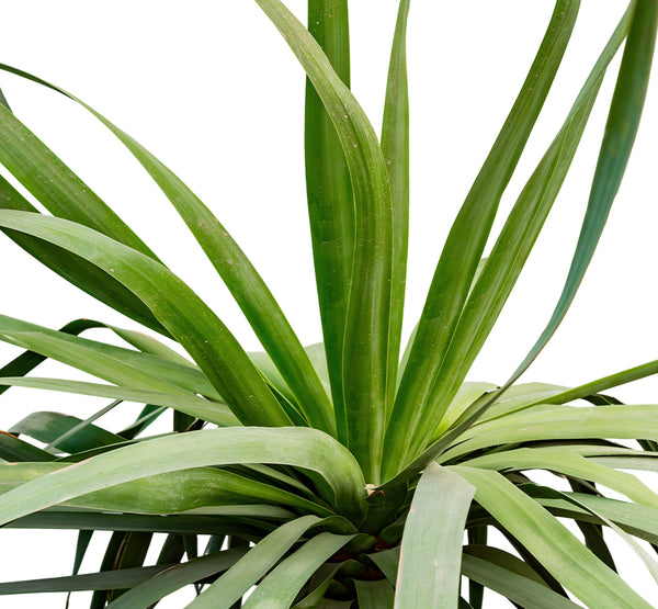Yucca Rostrata (Dragon) 50 cms pots - 1.5 mtrs height