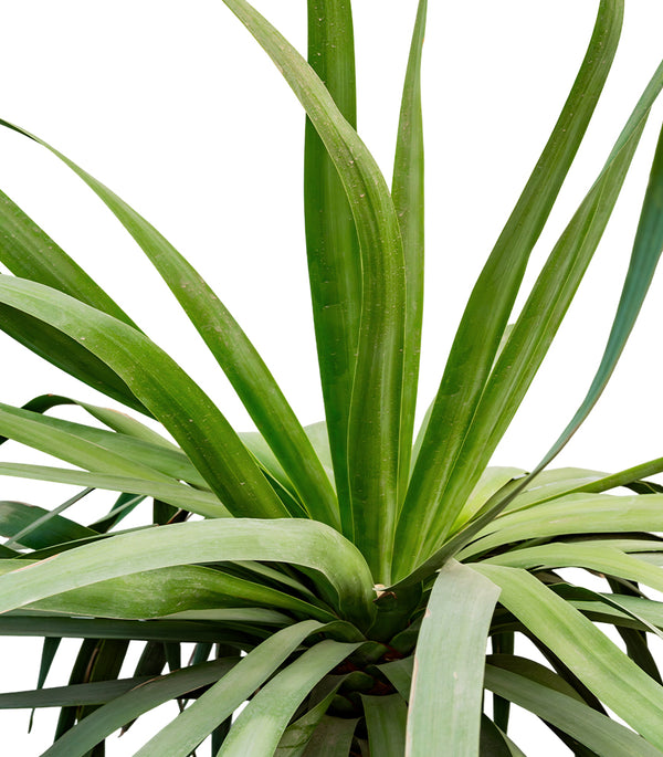 Yucca Rostrata (Dragon) 50 cms pots - 1.5 mtrs height