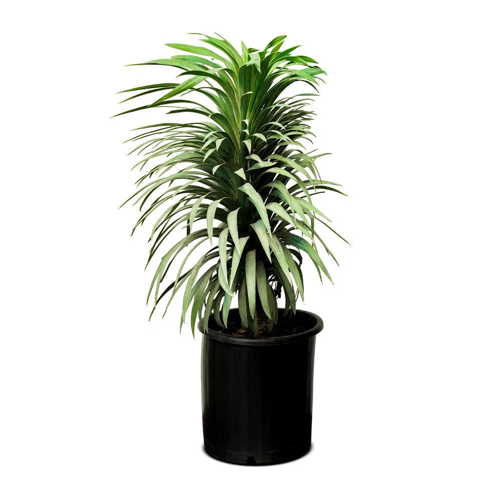 Yucca Ananas