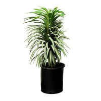 Yucca Ananas
