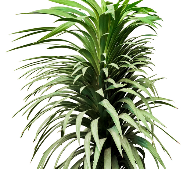 Yucca Ananas