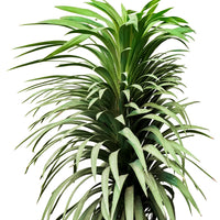 Yucca Ananas