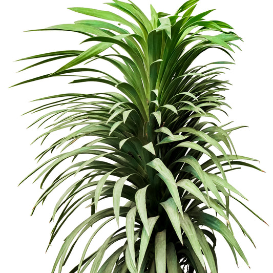 Yucca Ananas
