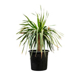 Yucca Rostrata (Dragon) 50 cms pots - 1.5 mtrs height