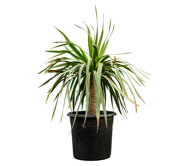 Yucca Rostrata (Dragon) 50 cms pots - 1.5 mtrs height