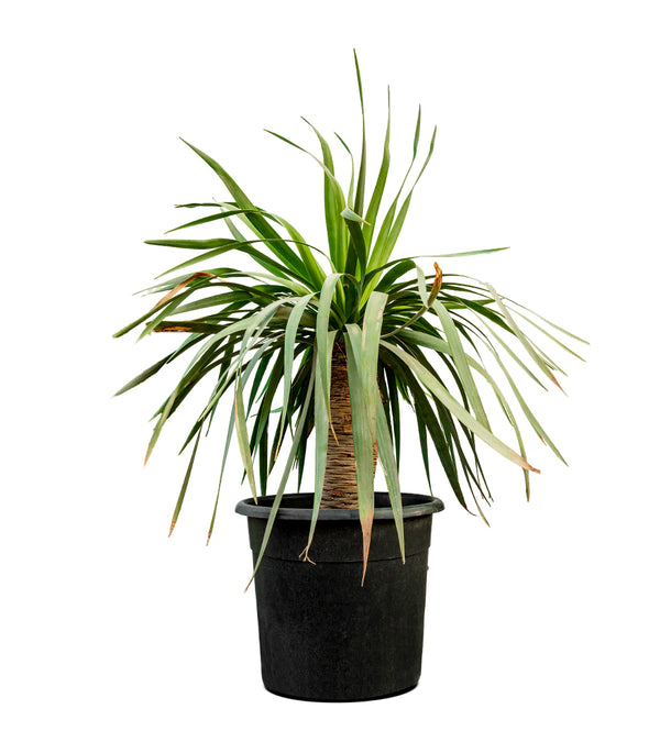 Yucca Rostrata (Dragon) 50 cms pots - 1.5 mtrs height