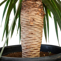 Yucca Rostrata (Dragon) 50 cms pots - 1.5 mtrs height