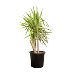 YUCCA EPREYA (ADAMS) W/NECK 30CM height