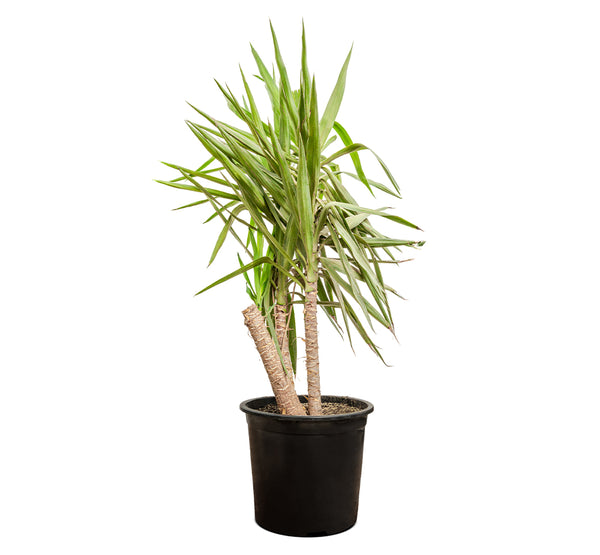 YUCCA EPREYA (ADAMS) W/NECK 30CM height