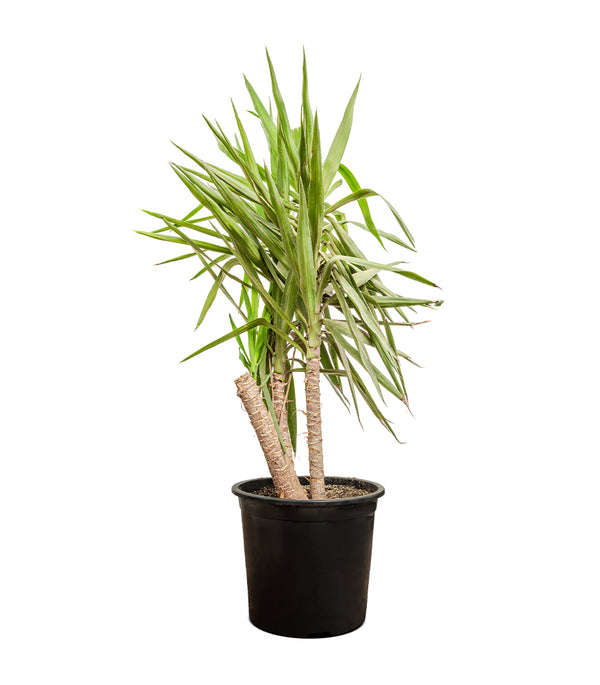 YUCCA EPREYA (ADAMS) W/NECK 30CM height
