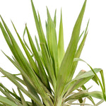 YUCCA EPREYA (ADAMS) W/NECK 30CM height