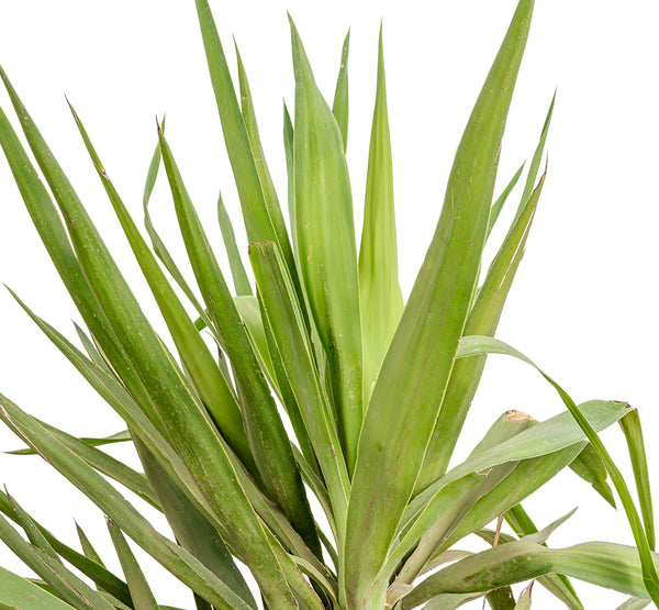 YUCCA EPREYA (ADAMS) W/NECK 30CM height