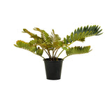 Zamia Furfuracea 18 cms pots - 50 cms height