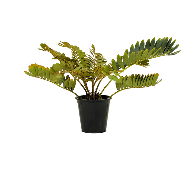 Zamia Furfuracea 18 cms pots - 50 cms height