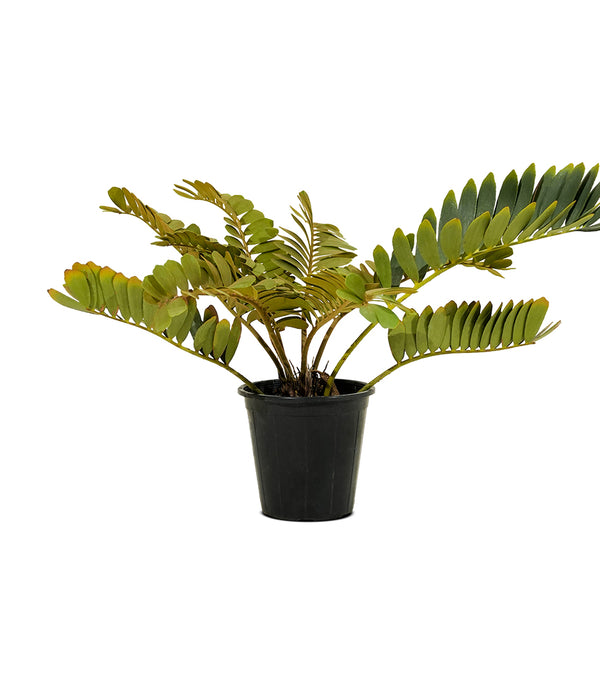 Zamia Furfuracea 25 cms pots - 65 cms height
