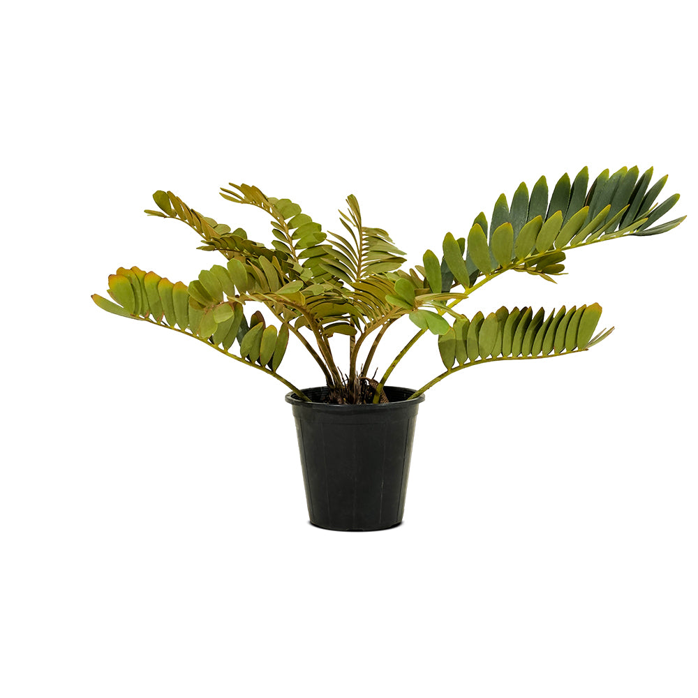 Zamia Furfuracea