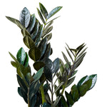 Zamioculcas zamiifolia