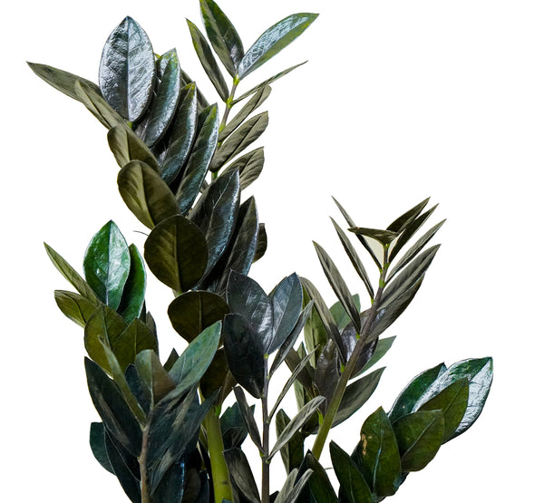 Zamioculcas zamiifolia