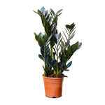 Zamioculcas zamiifolia