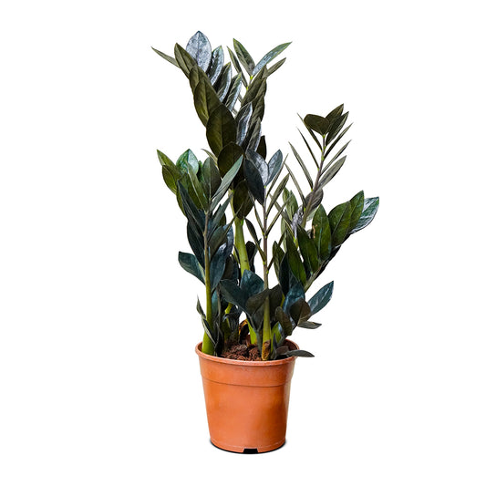 Zamioculcas zamiifolia