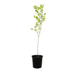 Ziziphus Jujuba - Tree