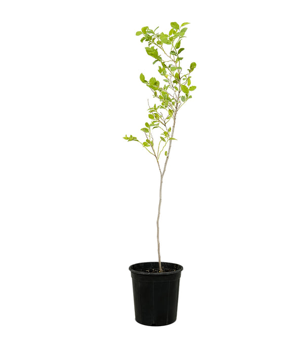 Ziziphus Jujuba - Tree