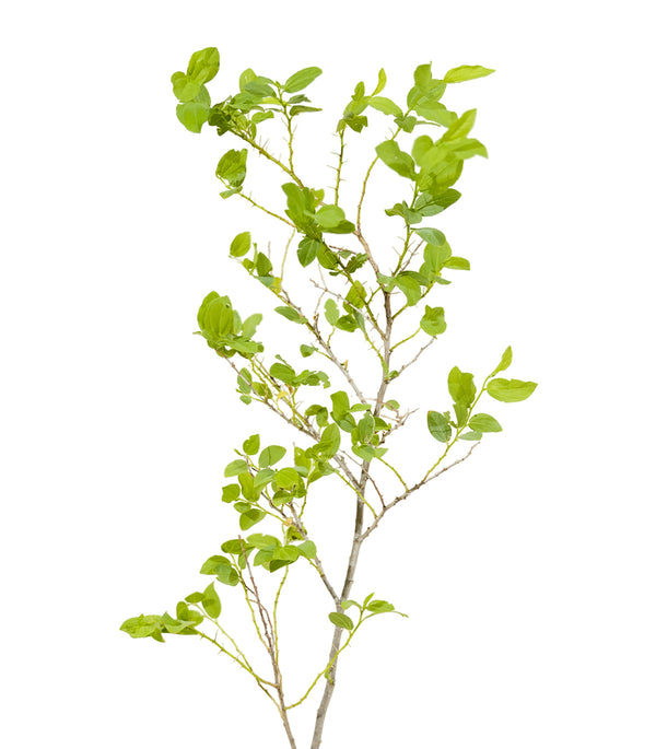 Ziziphus Jujuba - Tree