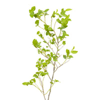 Ziziphus Jujuba - Tree